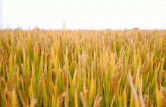 稻谷飘香迎丰年|欧宝生产基地奏响丰收乐章